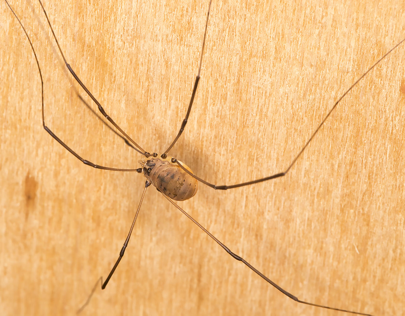 Harvestman, Leiobunum rotundum. Male. In my garden light trap in Hayes on 7 June 2014. Harvestman, Leiobunum rotundum. Male. In my garden light trap in Hayes on 7 June 2014.