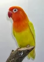 Cara memelihara lovbird dan perawatan untuk lomba cara memelihara lovebird, perawatan lovebird untuk,cara merawat burung lovebird loba, merawat burung lovedird, tips merawat lovebird