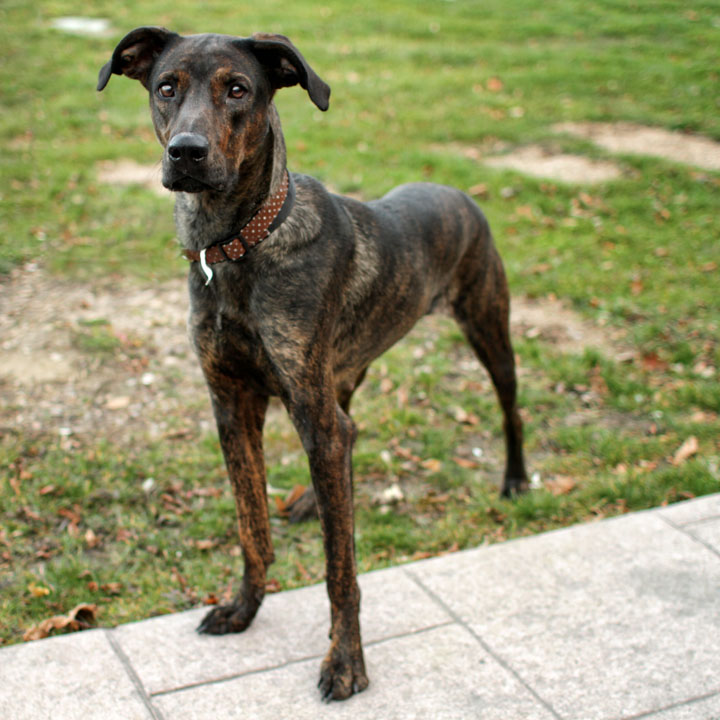 Nixon Doberman Pinscher mix