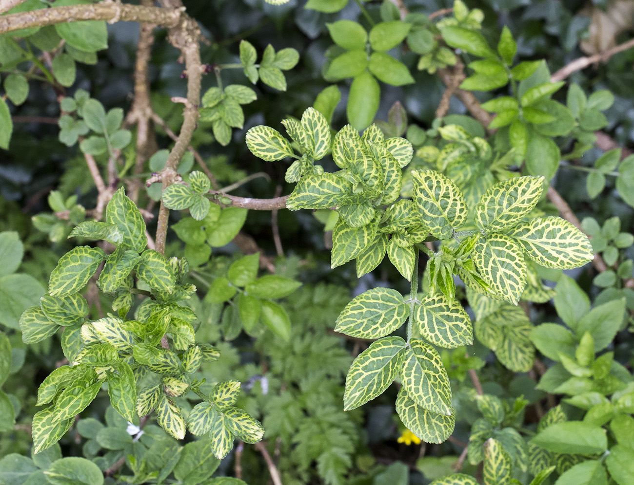 Elder, Sambucus nigra, with variegated leaves. Churchyard of the Church of St. Mary, Kemsing, with the Orpington Field Club on 12 April 2014. Elder, Sambucus nigra, with variegated leaves. Churchyard of the Church of St. Mary, Kemsing, with the Orpington Field Club on 12 April 2014.