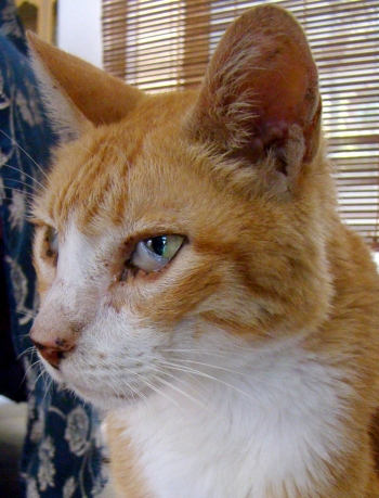 cat third eyelid