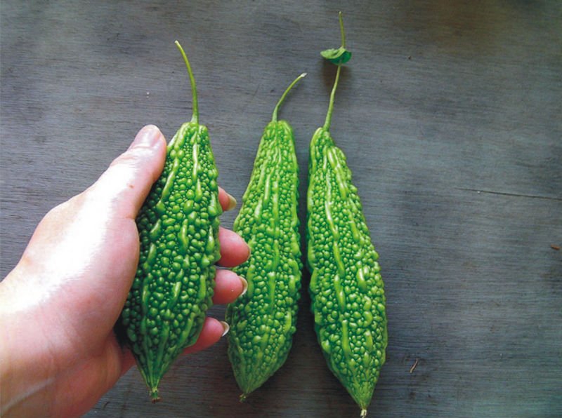 Bitter melon juice protects against cancer of the pancreas news