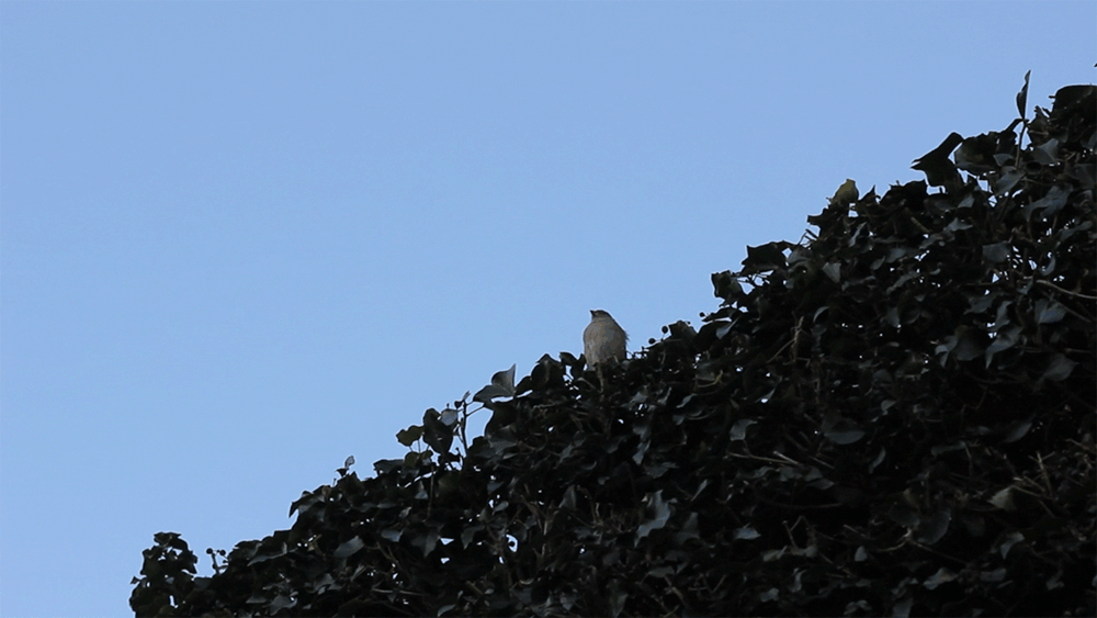 Bird gif www.itscohen.co.uk