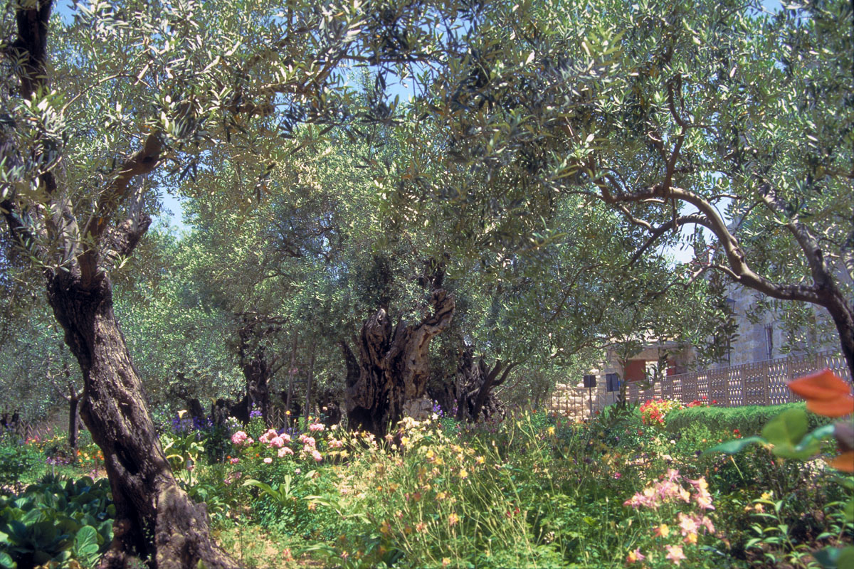 Blue Eyed Ennis: The Garden of Gethsemane 2012