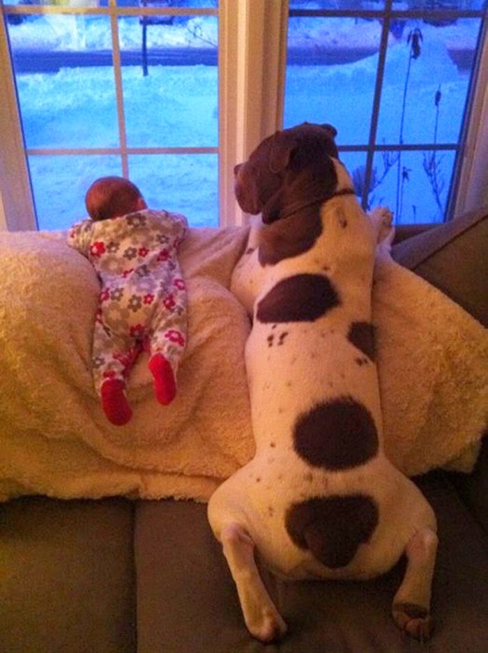 22 Little Kids And Their Big Dogs 22 Little Kids And Their Big Dogs