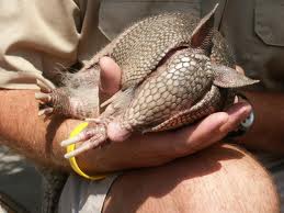 armadillos as pets fun animals wiki videos pictures stories armadillos as pets fun animals wiki videos pictures stories