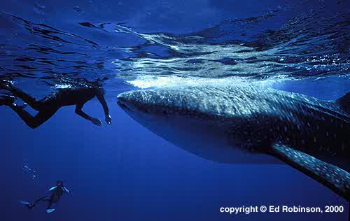 WHALE SHARK Animal Wildlife