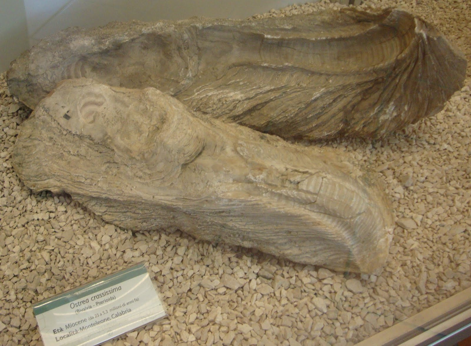 Fossil corals Fossil Corals Museum of Paleontology, Naples