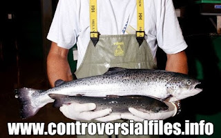 oregon-GMO-salmon