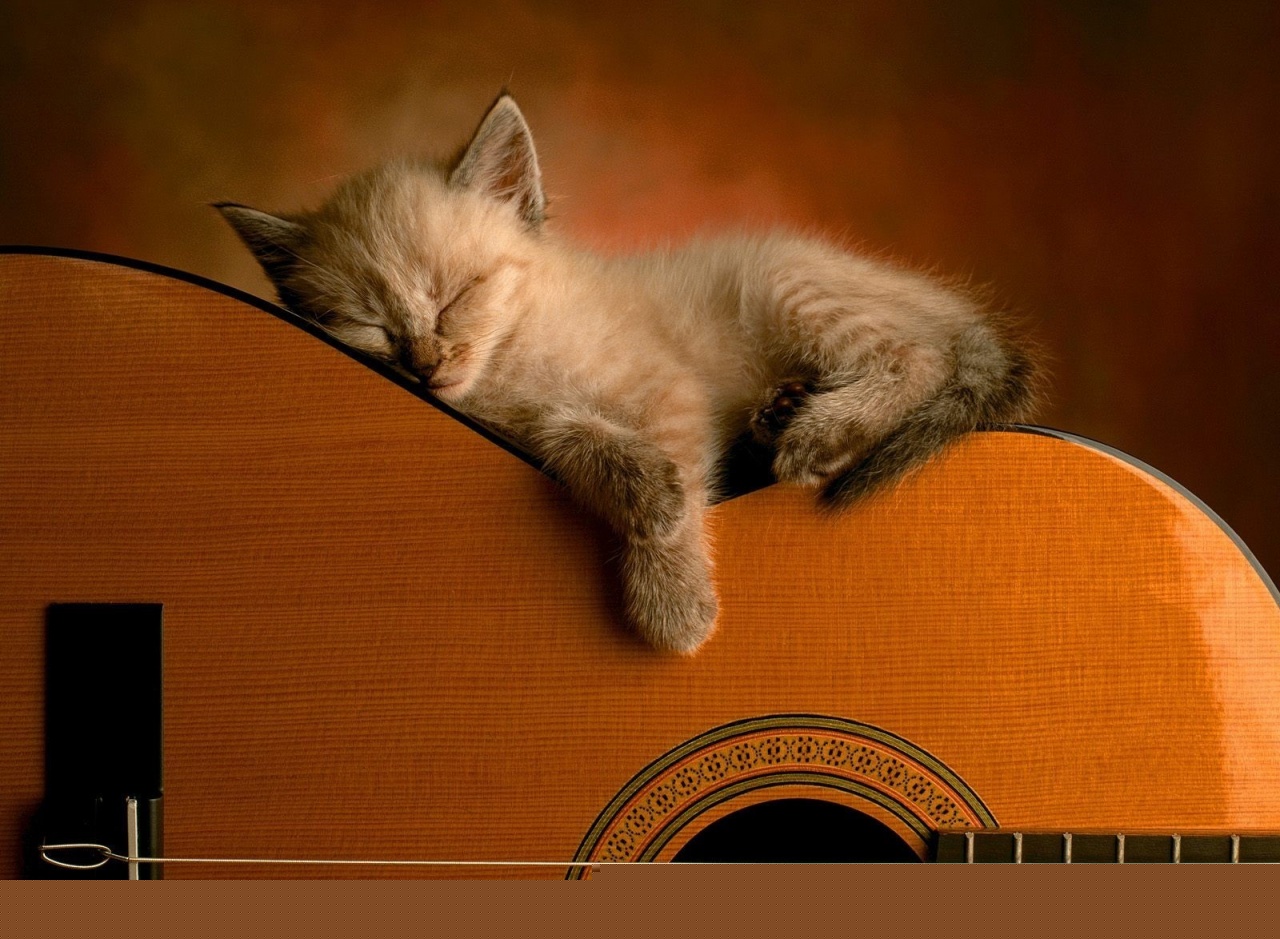 http://4.bp.blogspot.com/-8LZApRuDGFc/T8cGCqJzeVI/AAAAAAAAA0Y/2FUhb5HB5bo/s1600/Cat-Sleeping-on-Guitar.jpg
