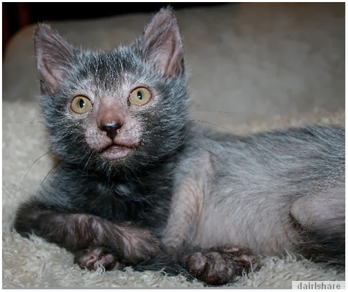 Kucing Kacukan Berwajah Serigala Jadian Kucing Kacukan Berwajah Serigala Jadian