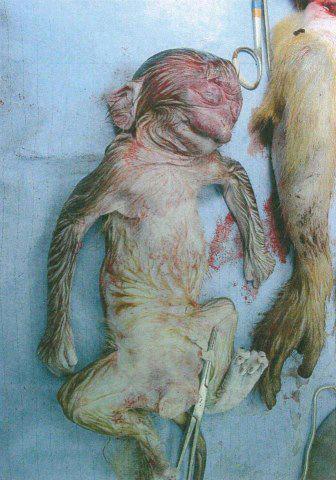 singe orang outan prostituée