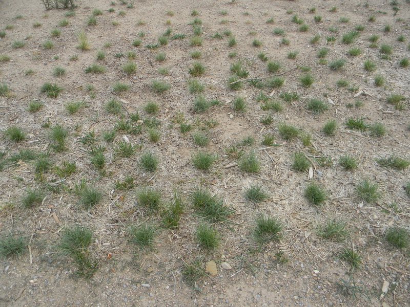 Home. Kids. Life. Summer Projects Growing Grass Plugs