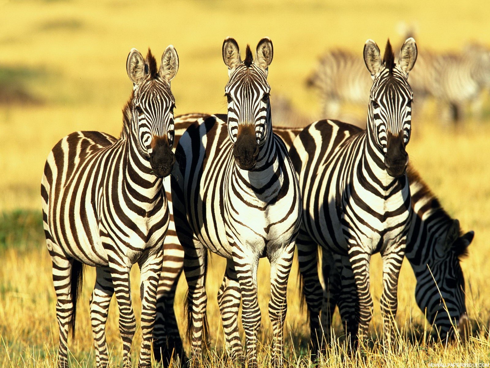 All Wallpapers: Zebra hd Wallpapers 2013