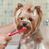 Ποιες είναι οι οδοντικές παθήσεις στον σκύλο; 