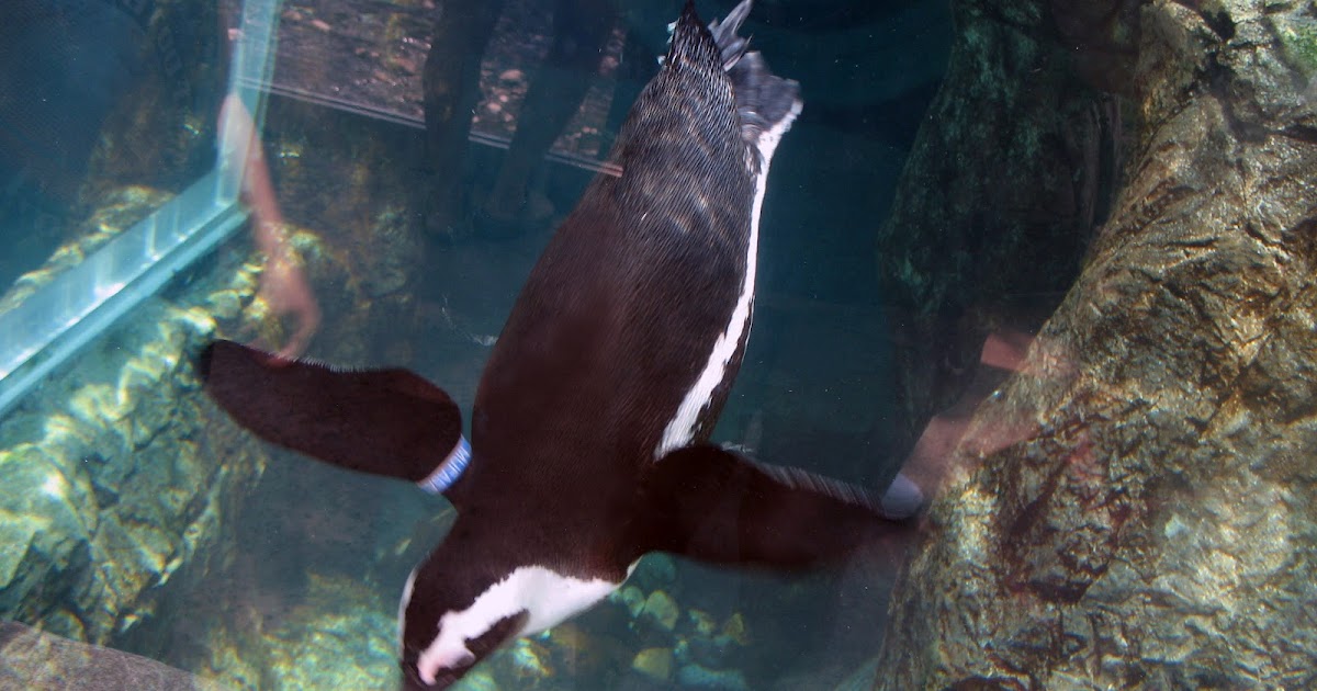 Vacation Rental Guide of the Smokies Experience the Interactive