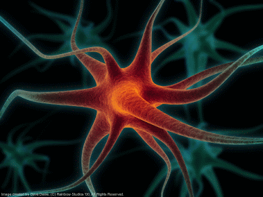 ¿Como se transmite la información a traves de las neuronas?