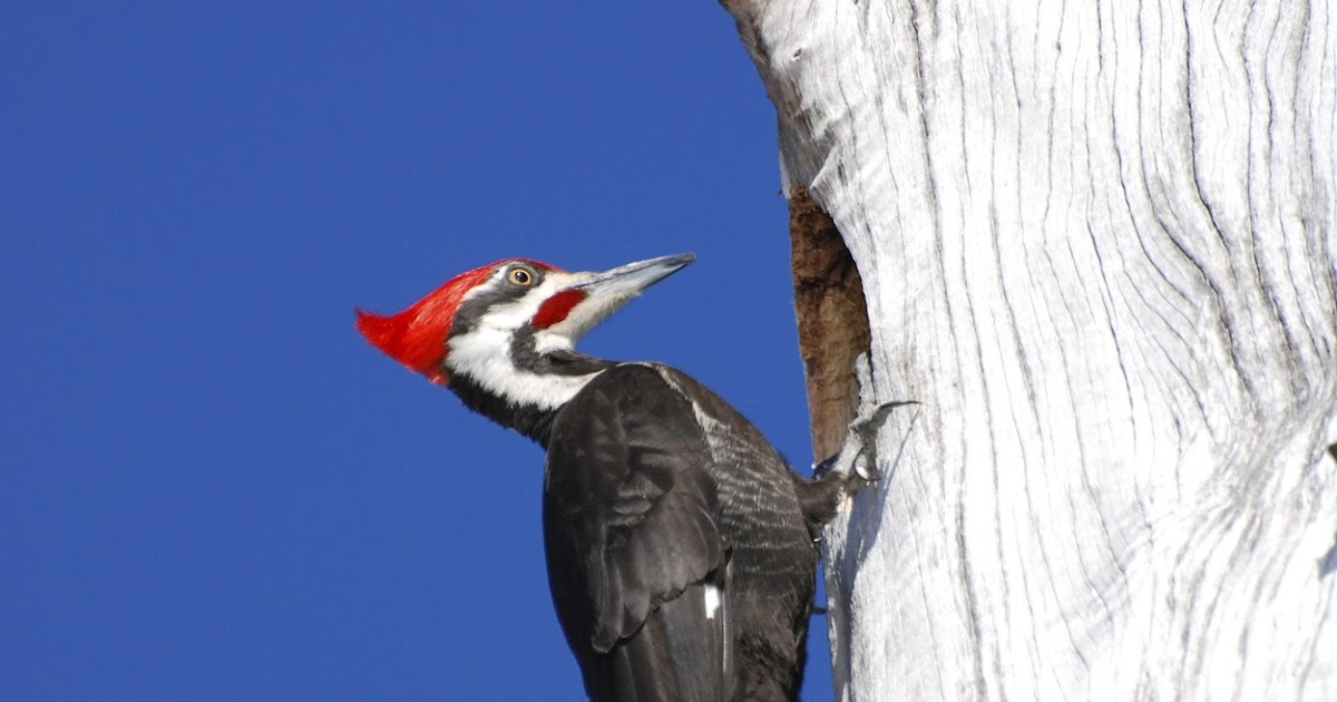 Knowledge Channel Why do woodpeckers peck on wood?