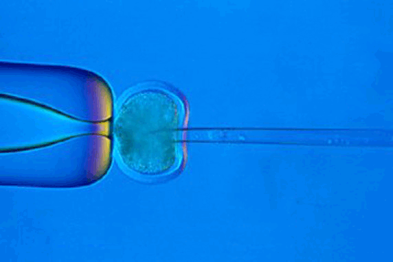 Somatic Cloning