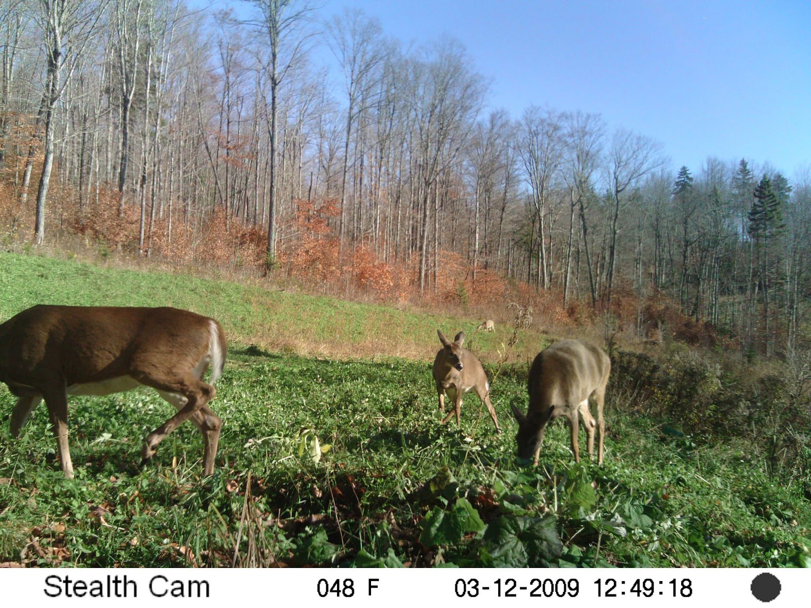 Deer and Wildlife Forage Project