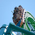 Linha do Tempo: Kingda Ka - Six Flags Great Adventure