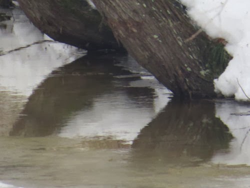 tree reflections