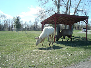Albino Elk at Bear World Yellwostone Bear World Albino Elk