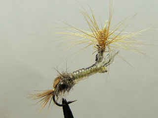 The parachute mosquito larvae (PML).
