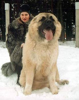 Caucasian Shepherd