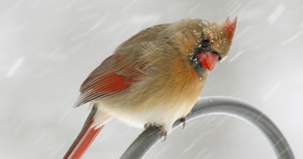 wild birds unlimited most northern cardinals live only 2 wild birds unlimited most northern cardinals live only 2