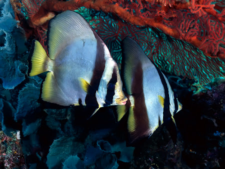 gambar bawah laut, dalam laut