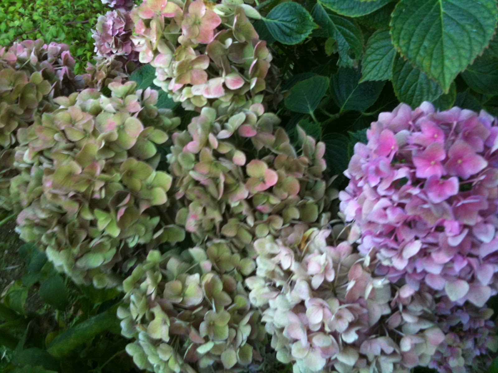 Dried Hydrangeas Knitionary