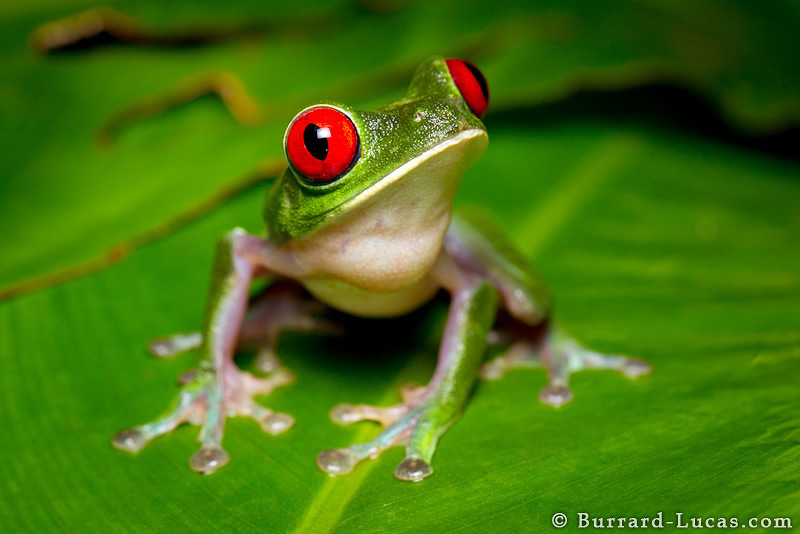 صور مدهشه للحيوانات ملتقطه في أوضاع نادره Red-eyed+Tree+Frog