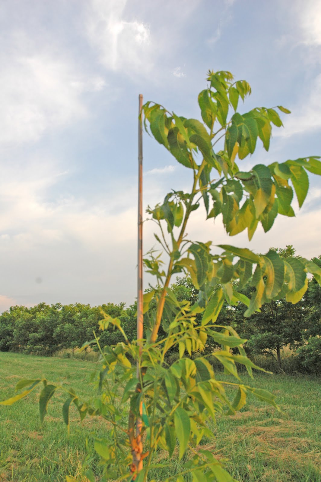 Northern Pecans Training young pecan trees The problem of stalked buds
