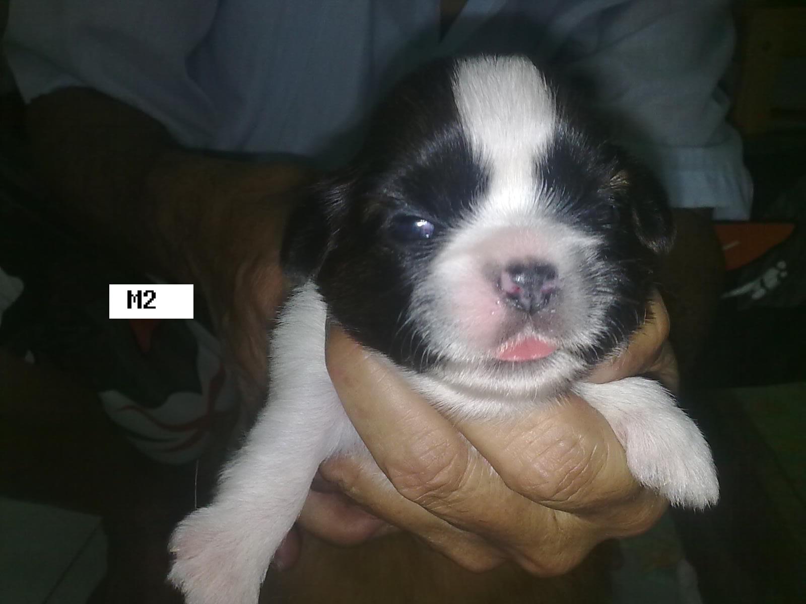 New Shih Tzu Puppies | Batu Pahat Pet Shop New Shih Tzu Puppies | Batu Pahat Pet Shop