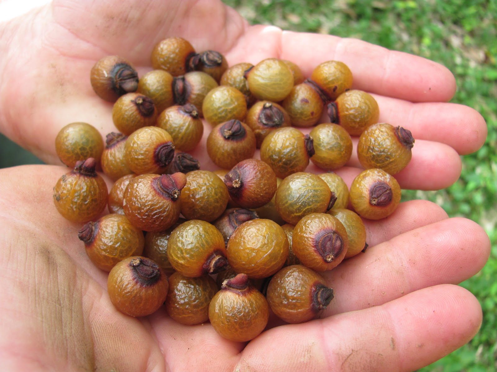 RESERVA NATURAL VICTORIA EL JABONCILLO, ÁRBOL DEL JABÓN
