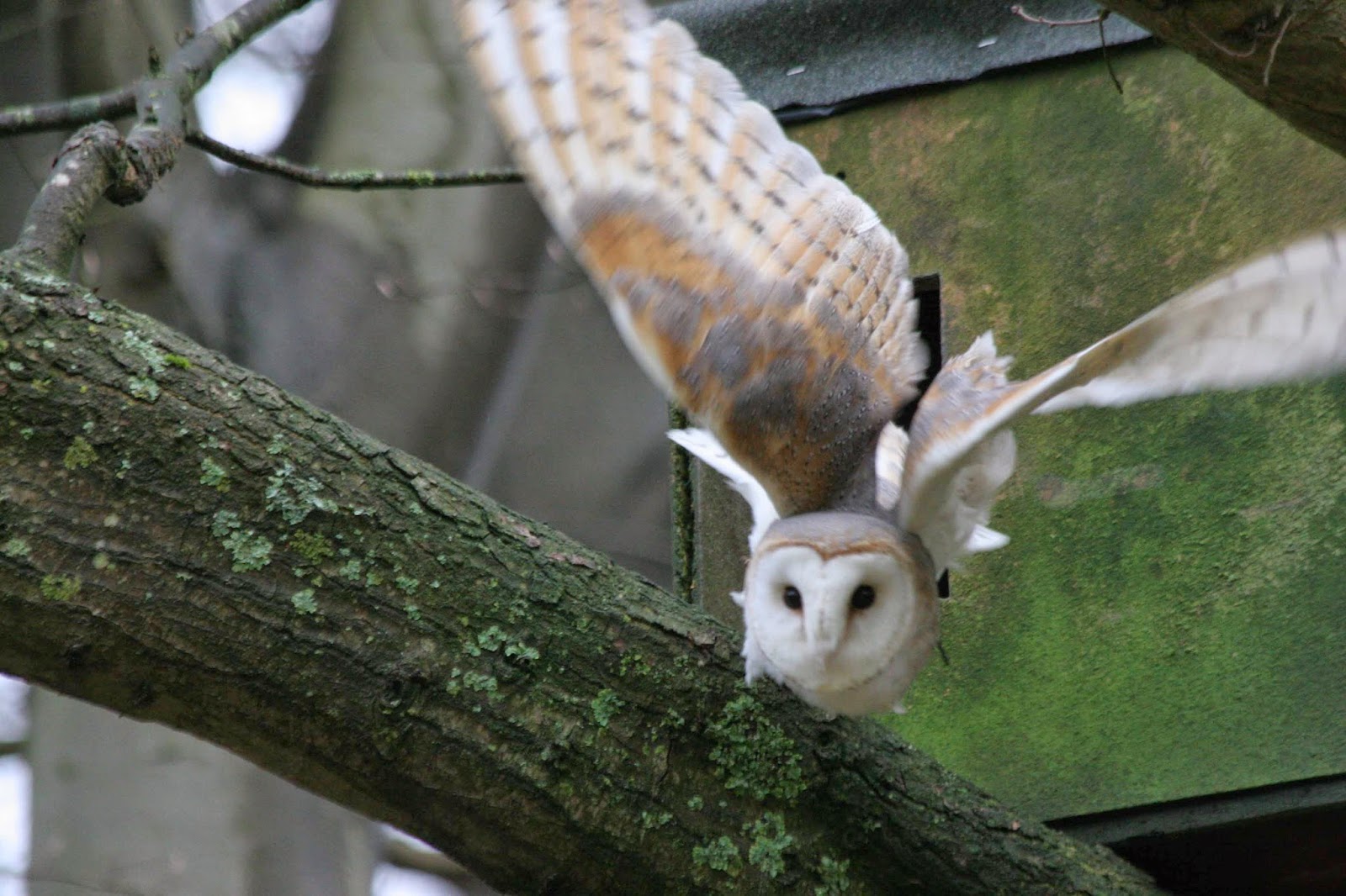 Bisham Barn Owl Group Roosting Barn Owls