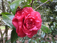 菊冬至。 菊冬至。