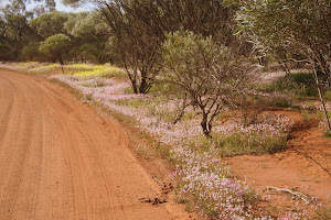 Roadside, Coalseam National Park, Western Australia