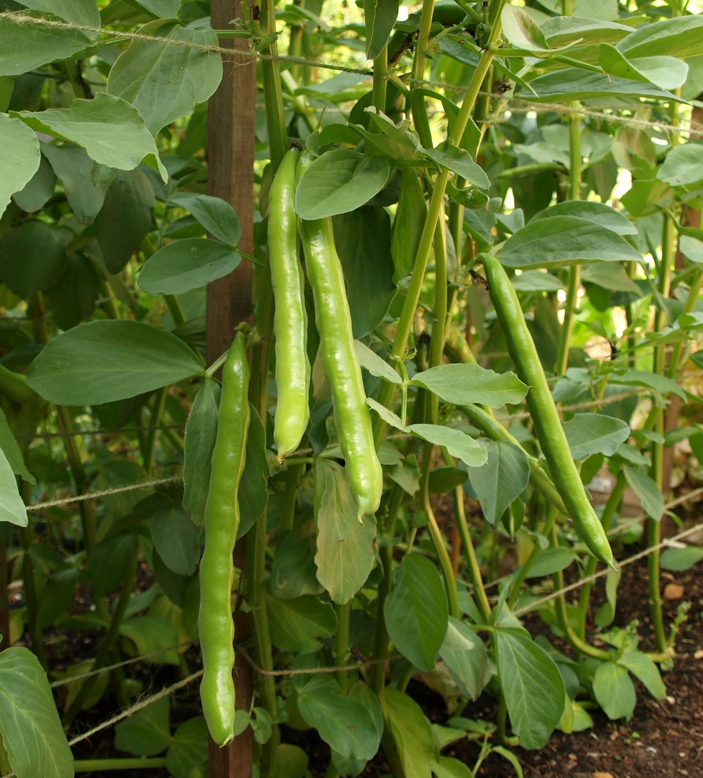 Mark�s Veg Plot Broad Beans