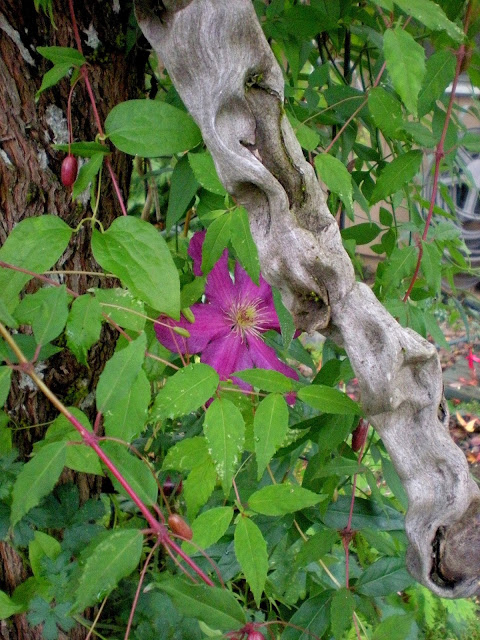 Becoming A Horticulturist Plant Id Week 7