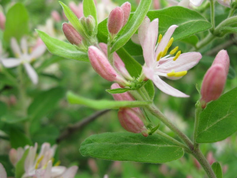 Pink Honeysuckle Bush