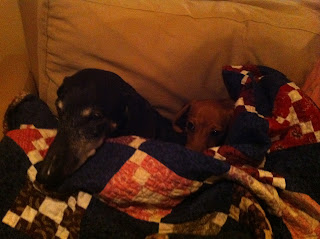 two dogs napping