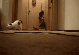cats-kittens-vacuum-cleaner-gif.gif