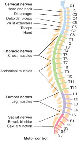 functiile coloanei