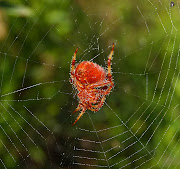 Common red spider on orb web. (common red spider on orb web)
