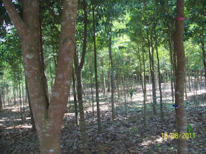 KEBUN GAHARU MILIK SYARIKAT