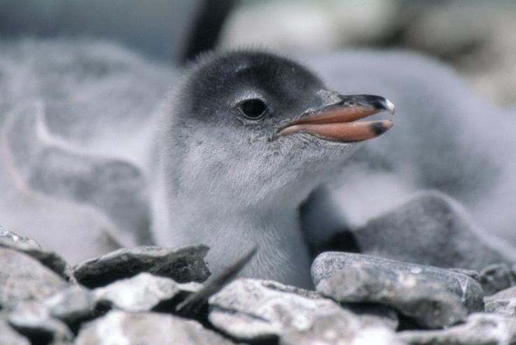 Gentoo Penguin