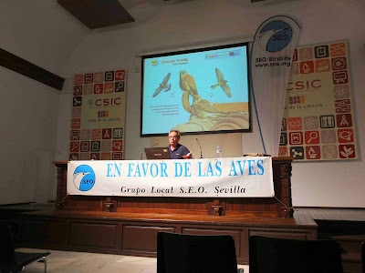 Conferencia "Cernícalos, iglesias y catedrales". Por José Antolín (Presidente DEMA), en el ciclo Martes Ornitológicos que el Grupo Local SEO-Sevilla organiza en el museo Casa de la Ciencia de Sevilla