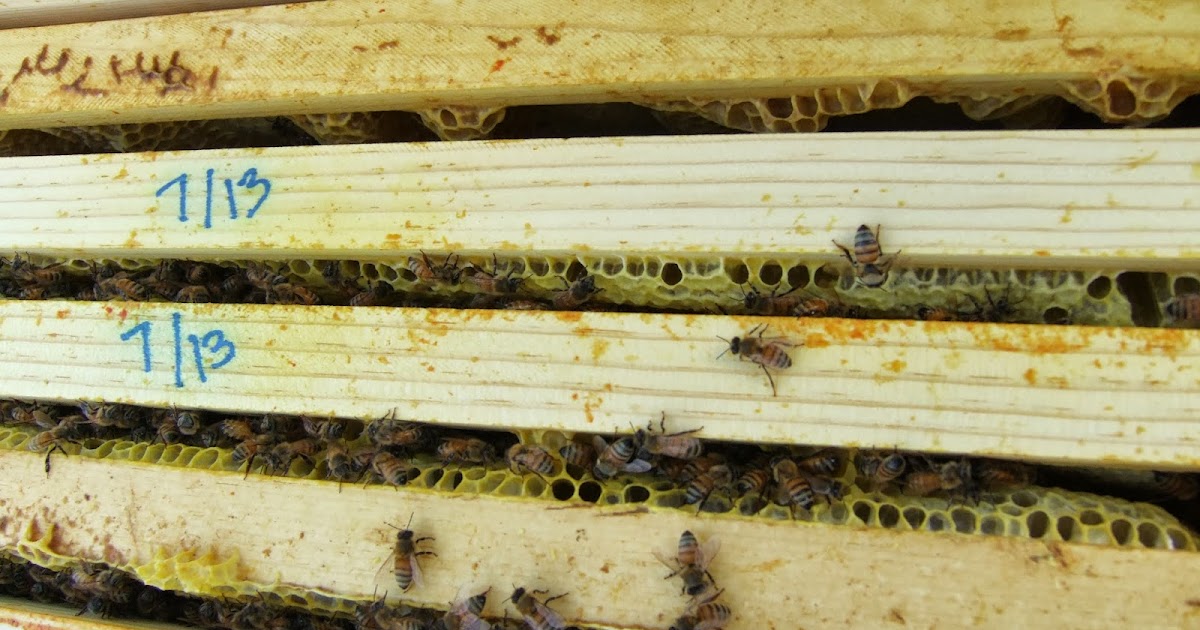 Maria's Bees Fall inspections My nucs and singles